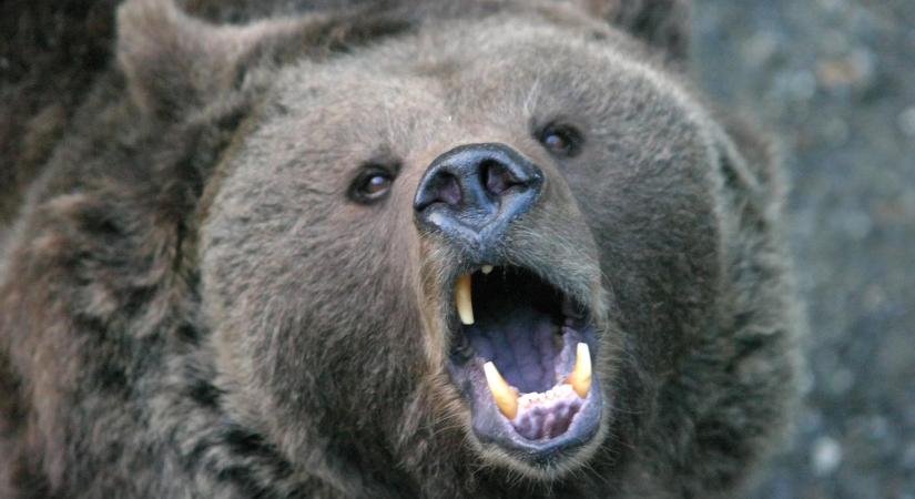 Vérfürdőt rendezett a marosvásárhelyi állatkertbe beszökő medve
