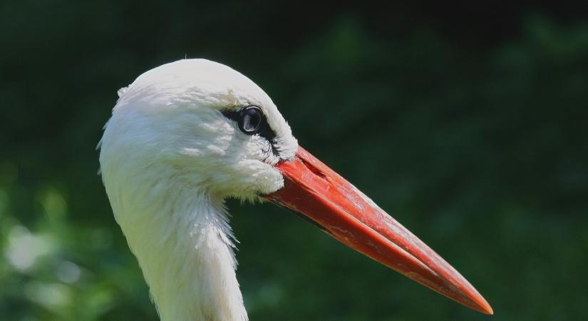 A fehér gólyák országos felmérésében kéri a lakosság segítségét az MME