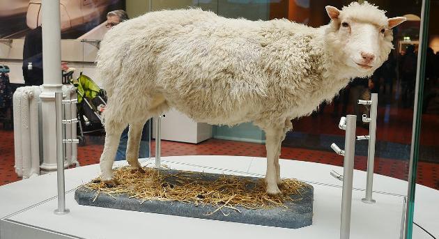 Új fejezetet nyitott a tudomány történetében az első klónozott bárány születése