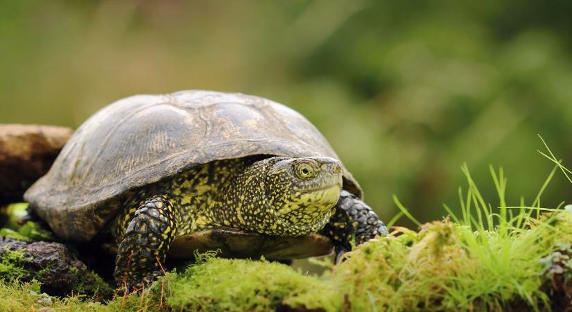 Veszélyben a mocsári teknős, Szlovákia egyetlen őshonos teknősfaja