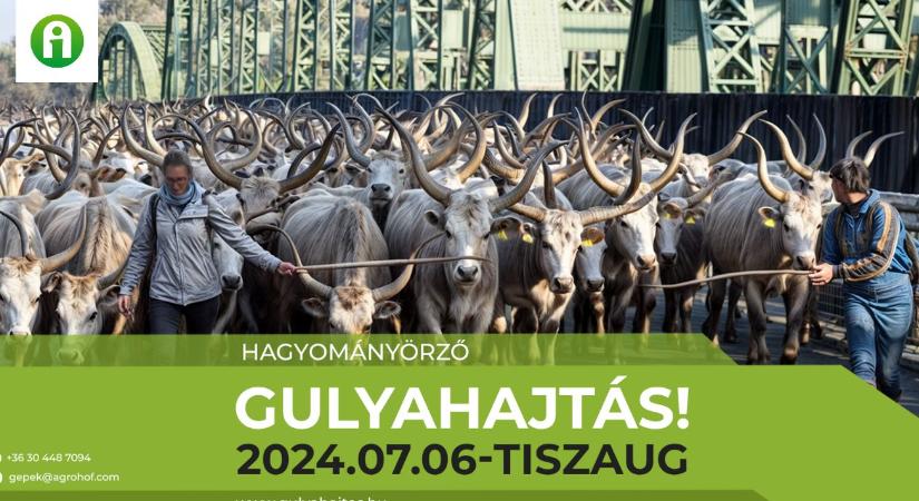 Agrohof Gulyahajtás és traktoros bemutató 2024