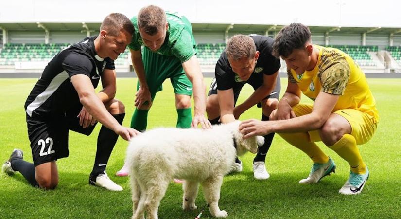 Válasszon nevet ön is ennek a cuki kuvaszkölyöknek!