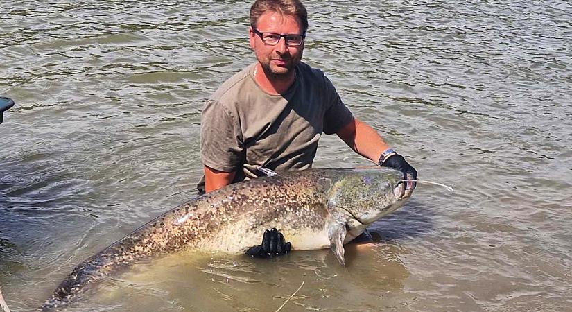 50 kilós harcsa került horogra a Tiszából vármegyénkben