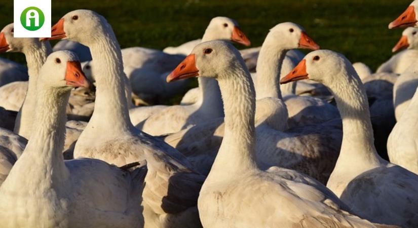 Egy ritka, de erősen fertőző madárinfluenza-törzs bukkant fel Németországban