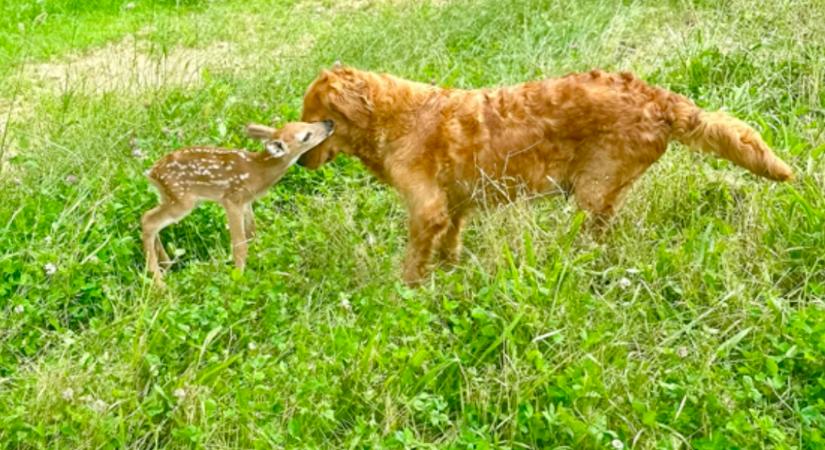 Őzgidával találkozott a golden retriever az erdő szélén: ami ezután történt, attól eláll a világ lélegzete - Videó