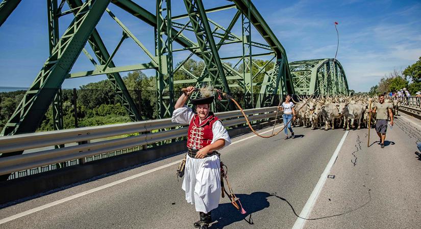 Több mint háromszázötven szürkemarhát hajtottak át a tiszaugi hídon (Galéria)