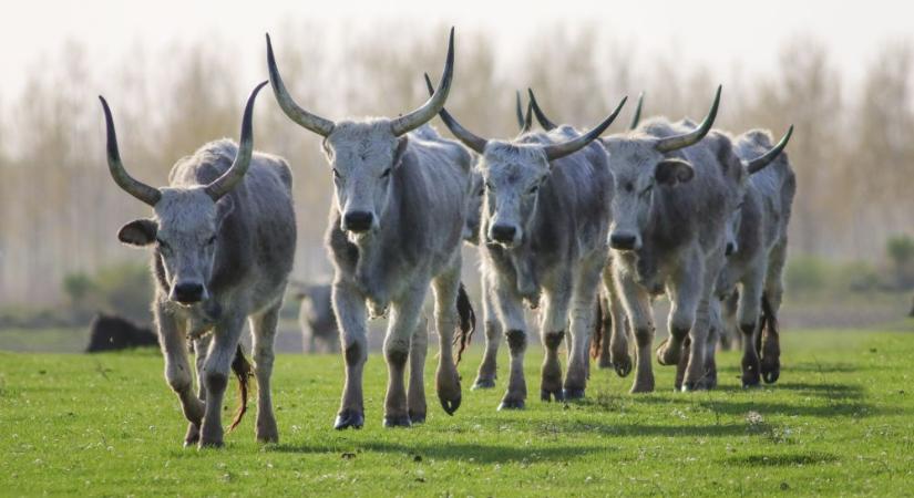 Kiemelten támogatja az agrártárca az őshonos fajták megőrzését