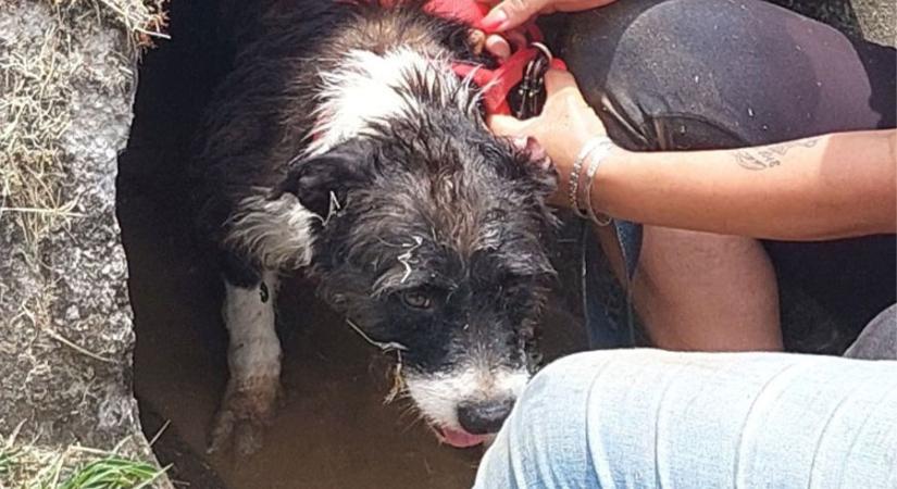 Kilocsoltak a csatornából egy bajbajutott kutyát a pécsi tűzoltók