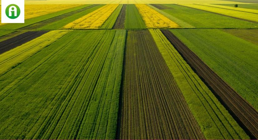 Ezek az EU-elnökség agrárcéljai, veszélyben a szőlő, jön a génmódosított kukorica