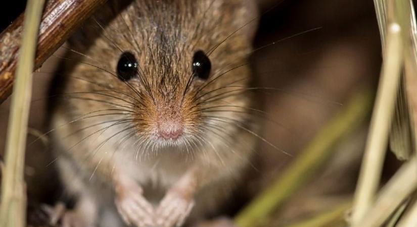 Mérhetetlenül elszaporodtak az egerek a gabonaföldeken