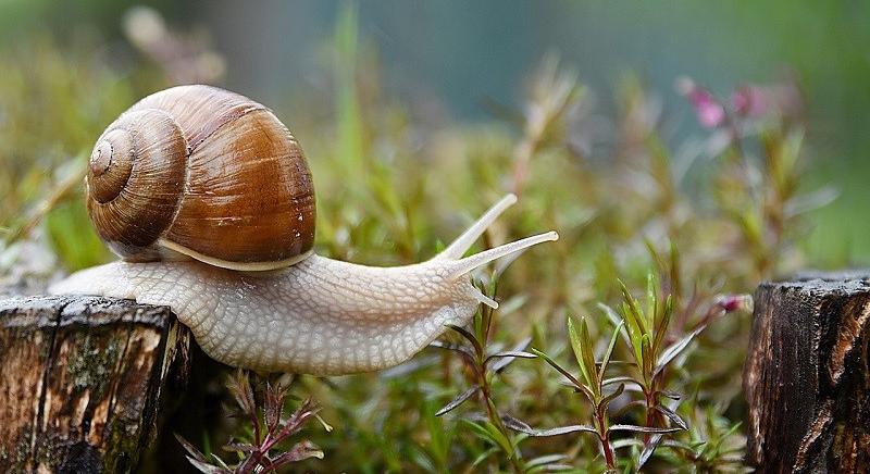 Továbbra is alapjáraton döcög a használtautó-import