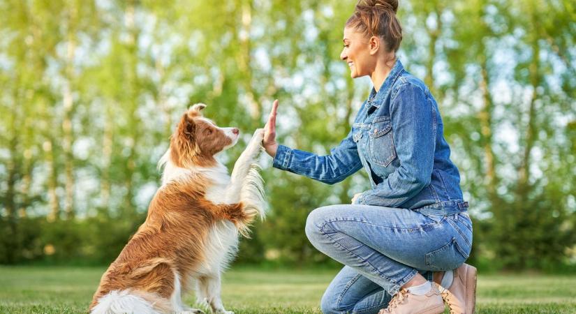 Álomgazdit keres Bogdán, Dugó és Dolly