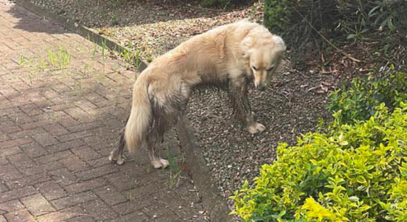 Hihetetlen dolgot tett a szomorú golden retriever, hogy visszatérhessen a régi otthonába - Fotók