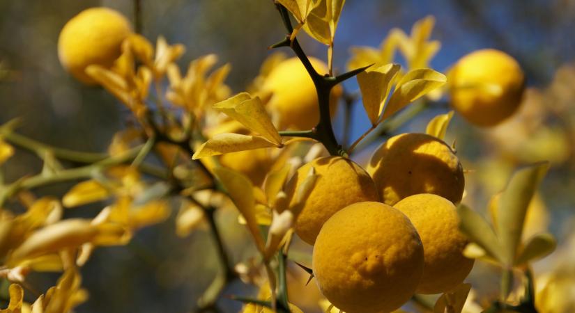 „Ismered-e a citromok honát?” – így került hazánkba citrom több száz évvel ezelőtt