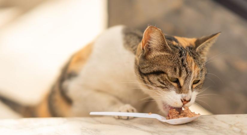Változik a macska étvágya nyáron?