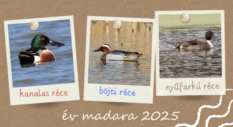 Melyik legyen a 2025-ös év madara?