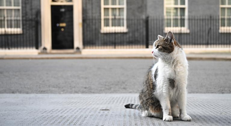 Macskakatasztrófa törhet ki Londonban, ha Keir Starmer miniszterelnök beköltözik a Downing Street-re