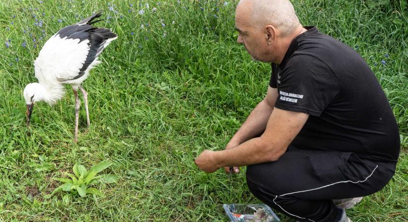 Gólyafiókákat nevelnek a kézdivásárhelyi állatmenhelyen