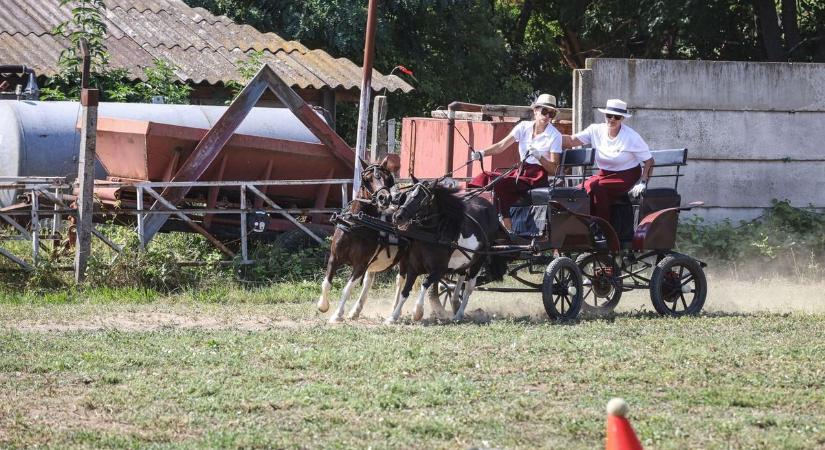 Fogathajtó versenyt is rendeztek a Szentmiklósi Napok keretében – galériával