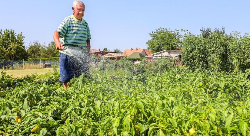 Kávéval, sörrel is megkínálhatjuk a meztelen csigákat