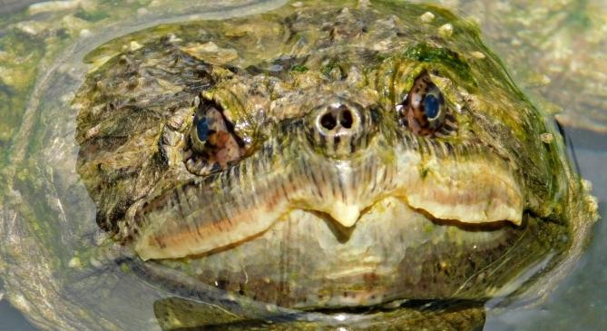Veszélyes aligátorteknőst fogott egy horgász a Balatonnál