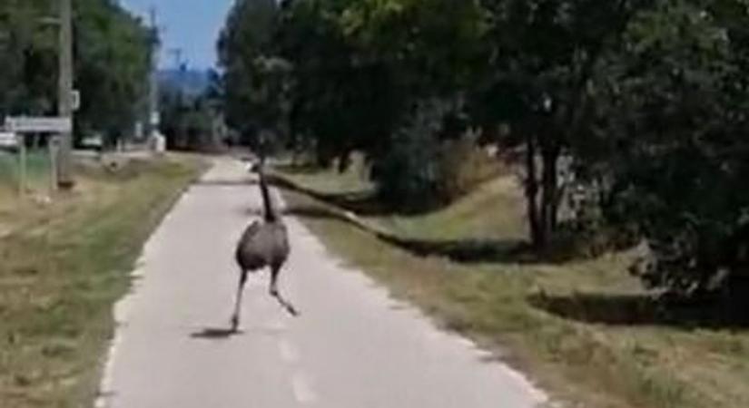 Videón a menekülő emu, toplistán a legszebb bakonyaljai helyek