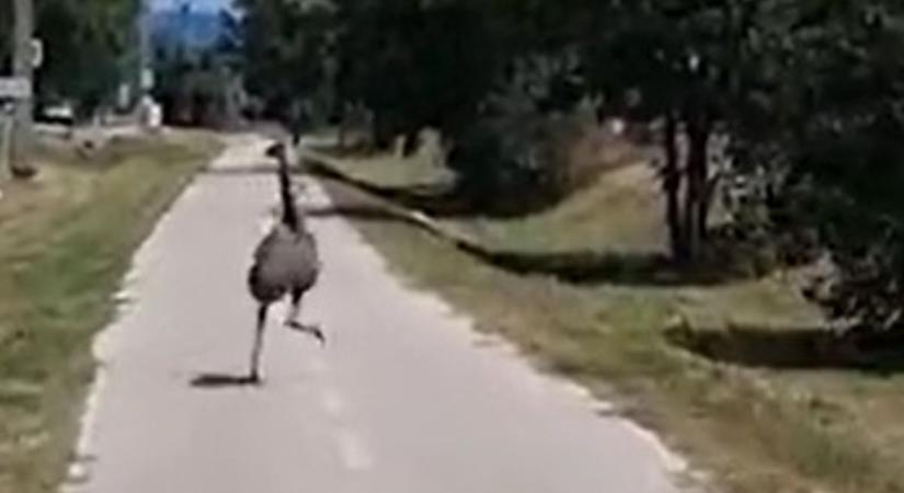 Videón a szökött emu, ahogy rohangált a forgalmas főút mellett