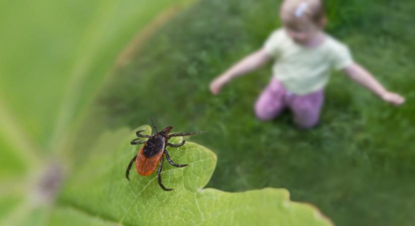 10-ből 3 ember meghal: már 15 helyről jelentették Magyarországon a horrorkullancsot