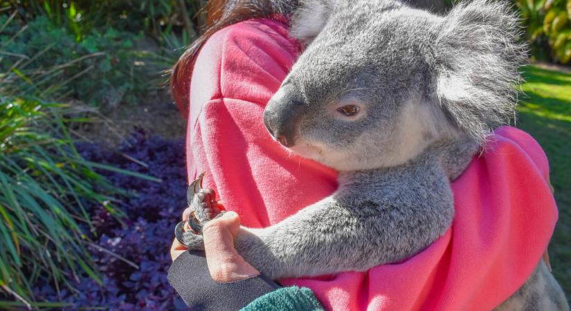 Nincs több koalaölelgetés – A Lone Pine Koala Sanctuary betiltotta a koalák kézbevételét