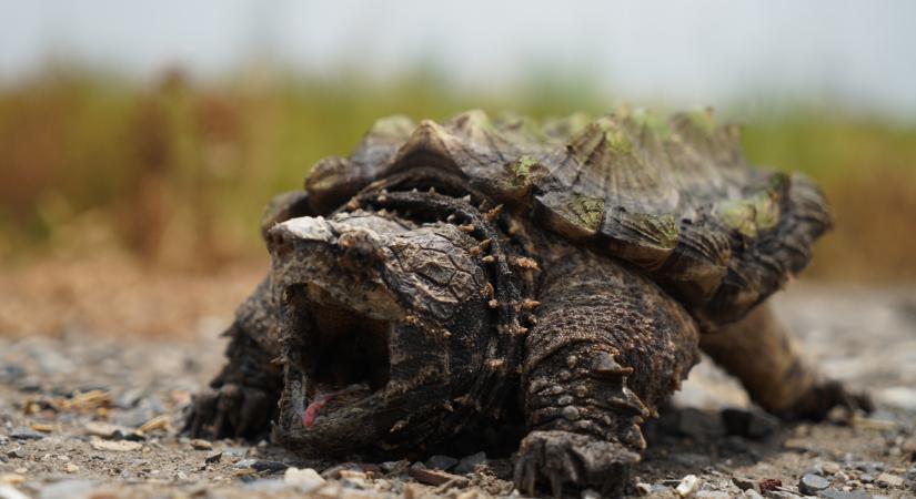 Emberre is veszélyes állatot fogott egy horgász a Balatonban