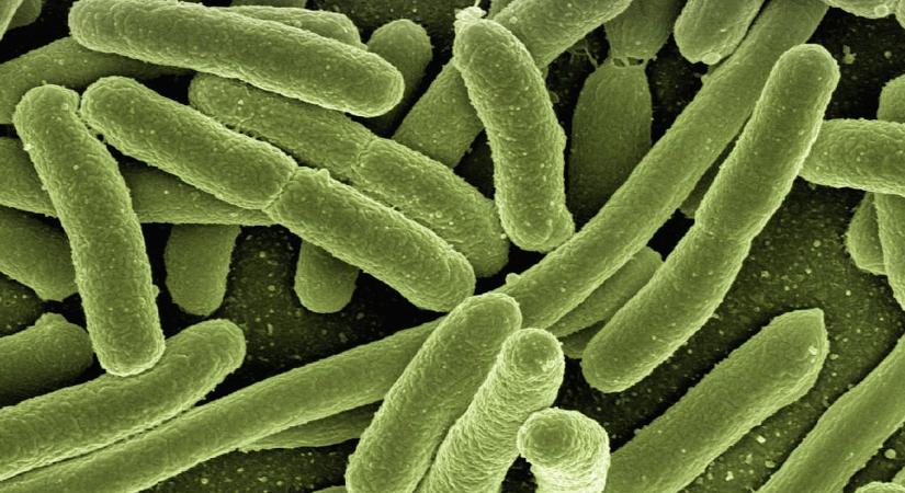 E. coli lehet a sajtban