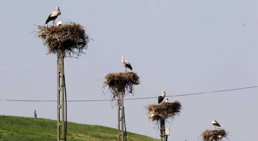 Gólyafészket láttál? Küldd el az MME-nek az adatokat!