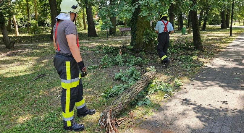 Ismét a 4x4-eseket kellett riasztani: óriási faág akadályozta a járókelőket