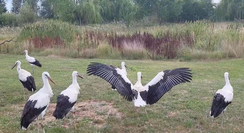 Mályiban szabadultak a fehérgyarmati kuglifejek  videó