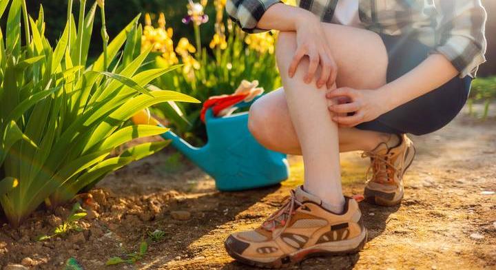 Közbeszólt a hőség, tovább szenvedhetünk a szúnyogoktól