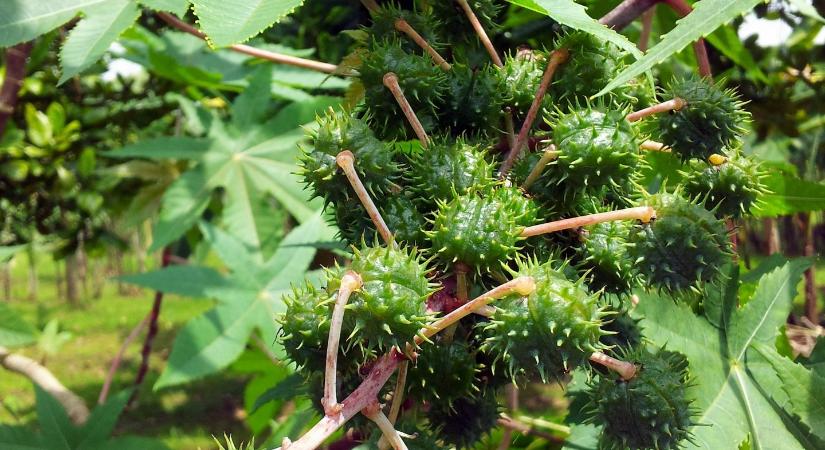 Veszélyes, de sok féle módon hasznosítható a ricinus