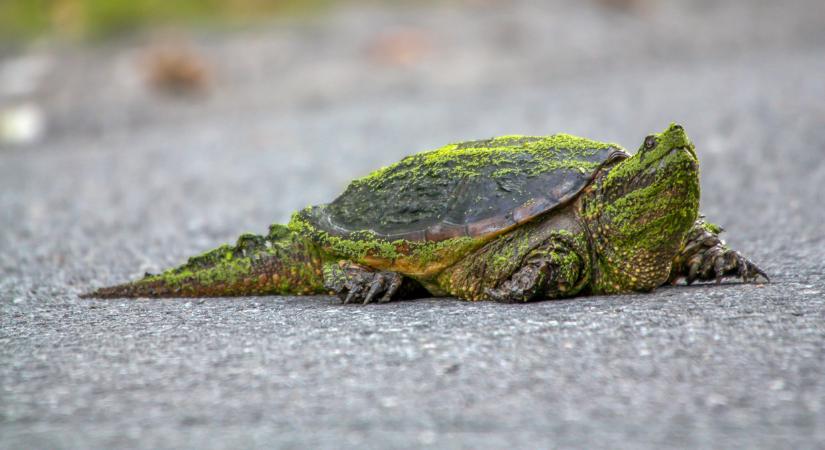 Veszély a Balatonban! Jókora aligátorteknőst fogtak: szörnyű sebet ejt a harapása