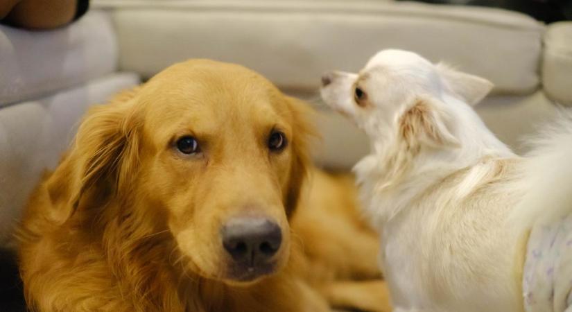 Hihetetlen, de igaz! A csivava és a golden retriever mentette meg az ebédet