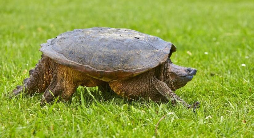 Emberre is veszélyes aligátorteknőst fogott egy horgász a Balatonnál