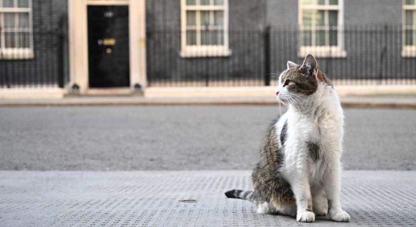 Mi lesz a Downing Street hivatalos főegerészével, ha jönnek az új lakók?