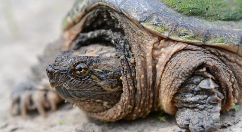 Tekintélyes aligátorteknős köszönt rá egy horgászra a Balatonnál