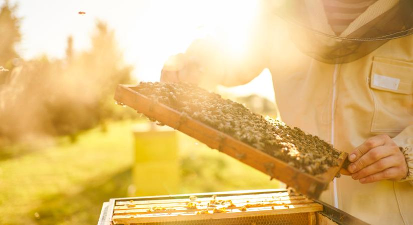 A Bizottsághoz fordultak uniós méhészek: azonnali lépéseket sürgetnek