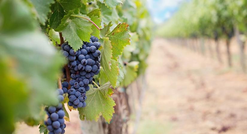 Az Európai Bizottság magas szintű csoportot hoz létre az EU borágazatának támogatására