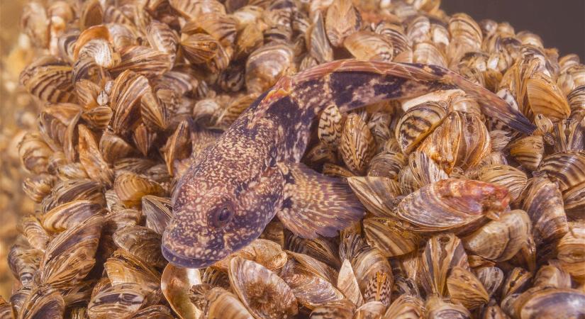 Furcsa rémhal jelent meg a Tiszában, inváziós fajként nagy bajt okozhatnak, egyet sem szabad visszaengedni belőlük