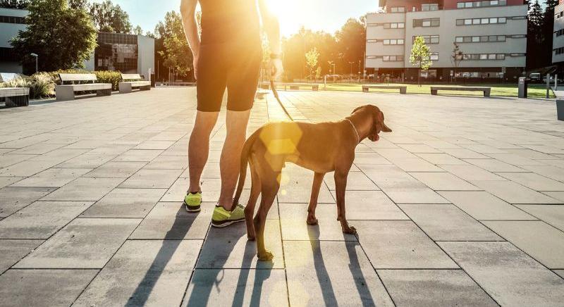 Kutyasétáltatás kánikulában: Így vigyázz kedvencedre a forró napokon