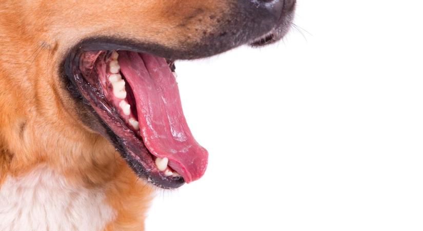 Vádat emeltek a borsodi kutyatámadás ügyében