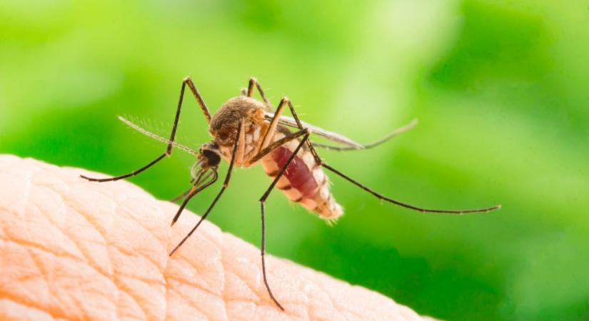 Budapest hat kerületében lesz a héten szúnyogirtás