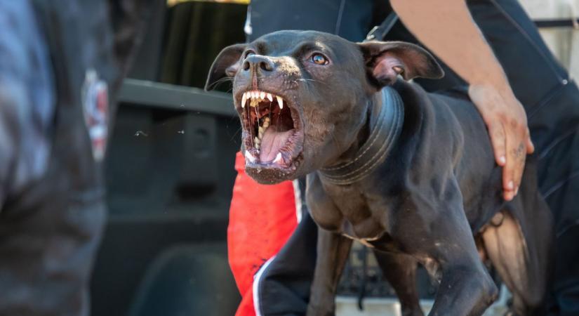 Kövekkel dobálták az agresszív kutyákat, hogy mentsék a borsodi nő életét