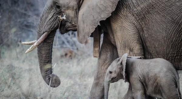Fotót akart készíteni, halálra taposta a turistát az elefánt