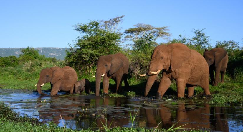 Elefántok tapostak halálra egy turistát Dél-Afrikában